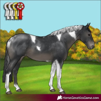 Horse Color:Black Tobiano Appaloosa 