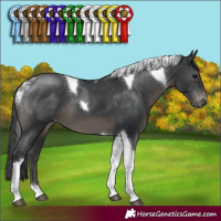 Horse Color:Black Tobiano Appaloosa 
