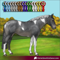Horse Color:Black Tobiano Appaloosa