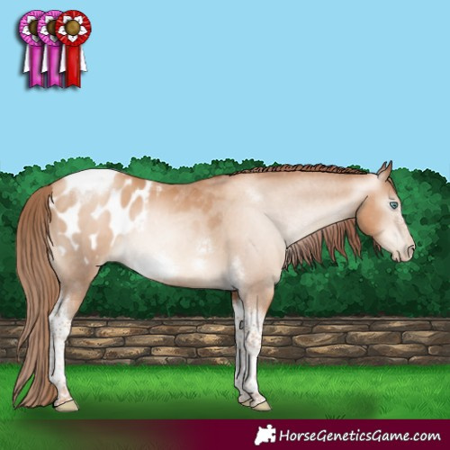 Horse Color:Gray Sable Champagne Pearl Tobiano Frame Appaloosa 