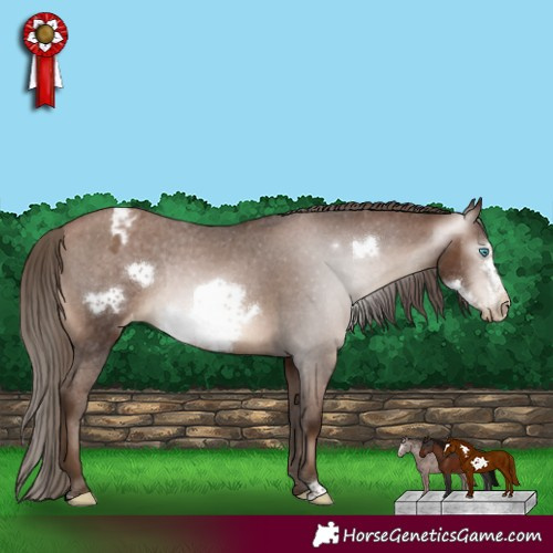 Horse Color:Gray Brown Pearl Sabino Frame Appaloosa Rabicano 