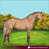 Horse Color:Silver Bay Dun 