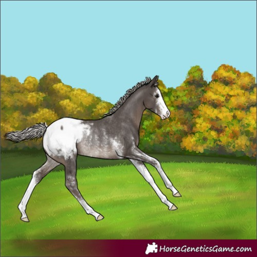 Horse Color:Silver Black Sabino Snowcap Rabicano 