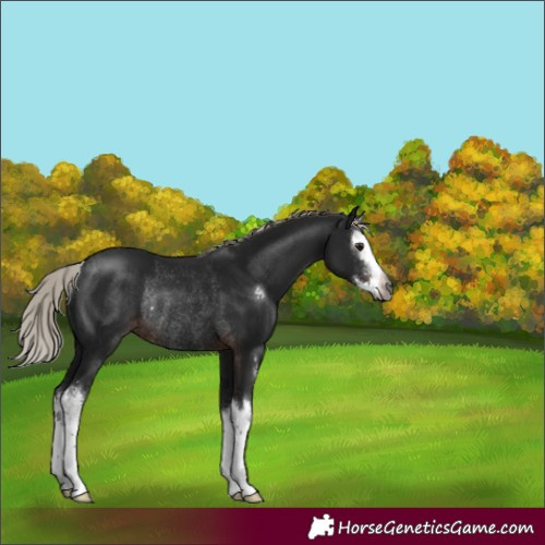 Horse Color:Gray Silver Brown Sabino Splash Rabicano 