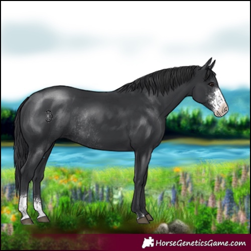 Horse Color:Black Sabino Rabicano 