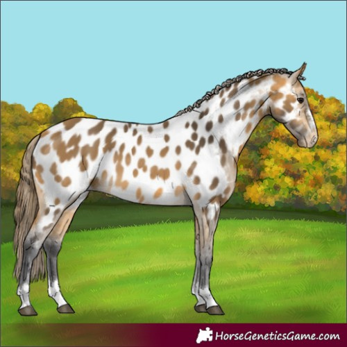 Horse Color:Buckskin Near Leopard 