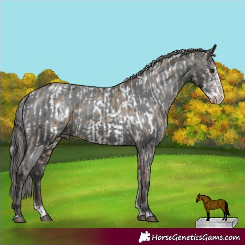 Horse Color:Silver Brown Dun Appaloosa  and Black Sabino Appaloosa 