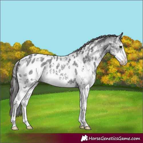 Horse Color:Black Sabino Near Leopard 