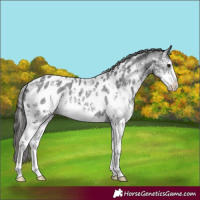 Horse Color:Black Sabino Near Leopard 