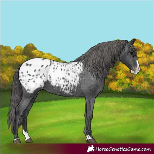Horse Color:Black Splash Appaloosa 