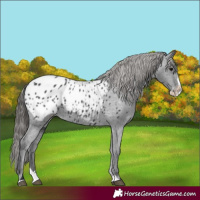 Horse Color:Black Splash Appaloosa 