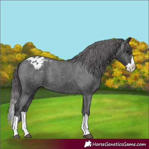 Horse Color:Black Splash Appaloosa 
