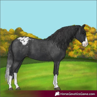 Horse Color:Black Splash Appaloosa 