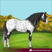 Horse Color:Black Splash Near Leopard 