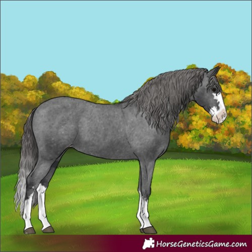 Horse Color:Black Splash Appaloosa 