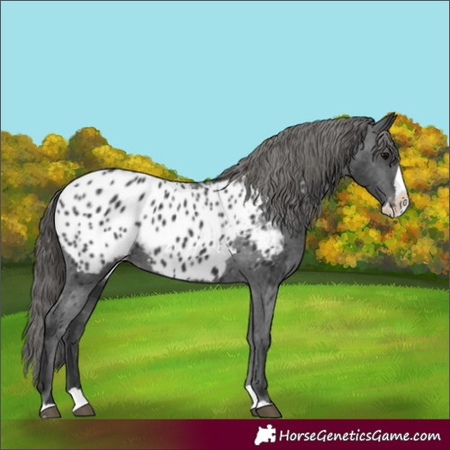 Horse Color:Black Splash Appaloosa 