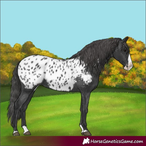 Horse Color:Black Splash Appaloosa 