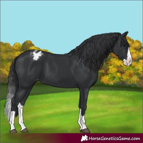 Horse Color:Black Splash Appaloosa 
