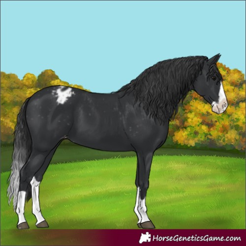 Horse Color:Black Splash Appaloosa 