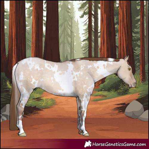 Horse Color:White Spotted Brown Pearl Dun 