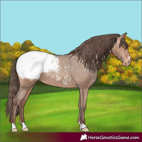 Horse Color:Amber Champagne Appaloosa 