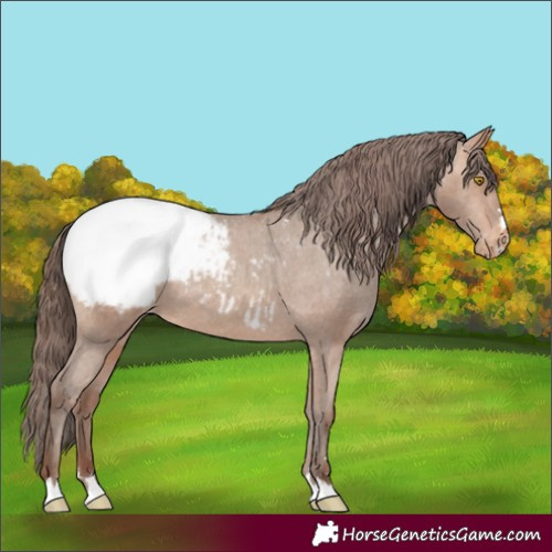 Horse Color:Amber Champagne Appaloosa 