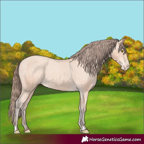 Horse Color:Amber Champagne Appaloosa 