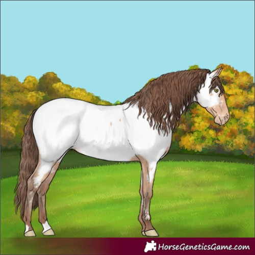 Horse Color:Amber Champagne Appaloosa 
