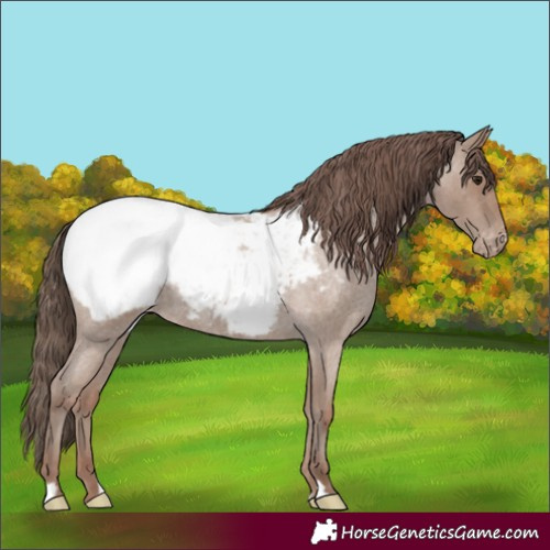 Horse Color:Classic Champagne Roan Appaloosa 