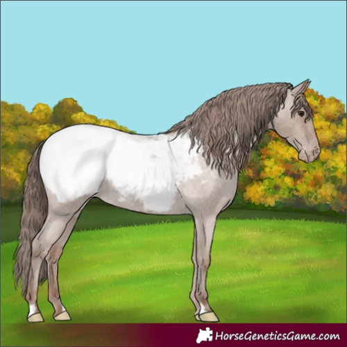 Horse Color:Classic Champagne Roan Appaloosa 