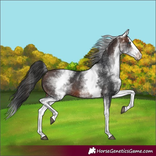 Horse Color:White Spotted Brown Splash