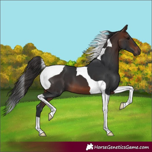 Horse Color:Brown Tobiano 