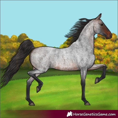 Horse Color:Brown Roan 
