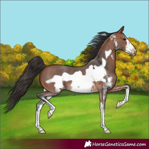 Horse Color:Unknown 