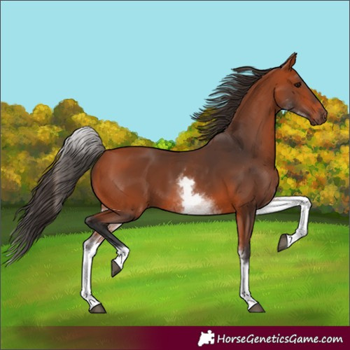 Horse Color:White Spotted Bay 