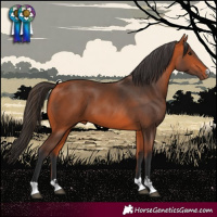 Horse Color:Bay 