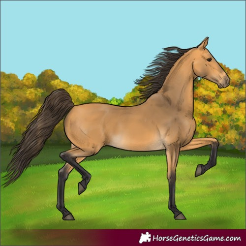 Horse Color:Buckskin 