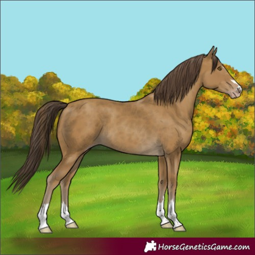 Horse Color:Classic Cream Champagne 