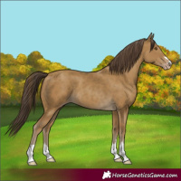 Horse Color:Classic Cream Champagne