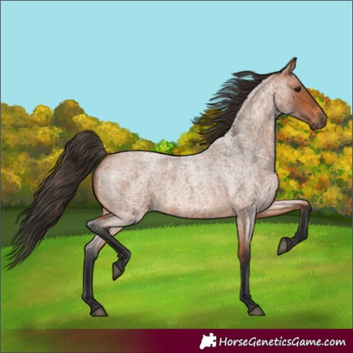 Horse Color:Bay Roan 