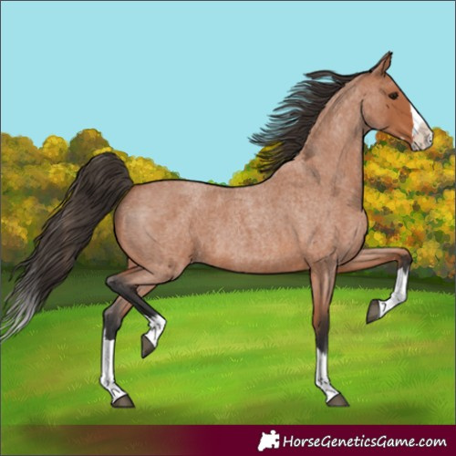 Horse Color:Unknown 
