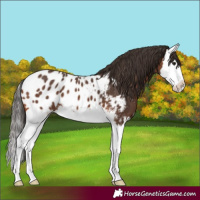 Horse Color:Bay Sabino Splash Appaloosa