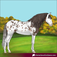 Horse Color:Bay Sabino Splash Appaloosa 
