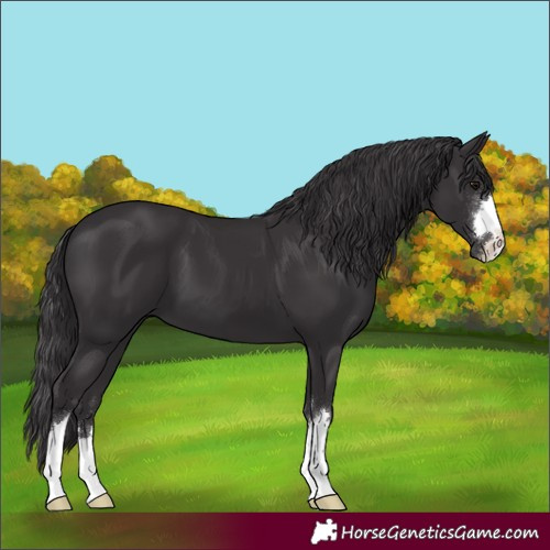 Horse Color:Smoky Black 