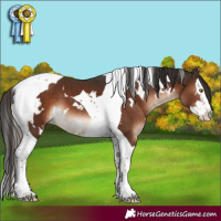 Horse Color:White Spotted Liver Chestnut Splash Tobiano 