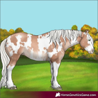 Horse Color:White Spotted Gold Champagne Mushroom Splash 