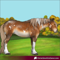 Horse Color:White Spotted Chocolate Palomino Tobiano 