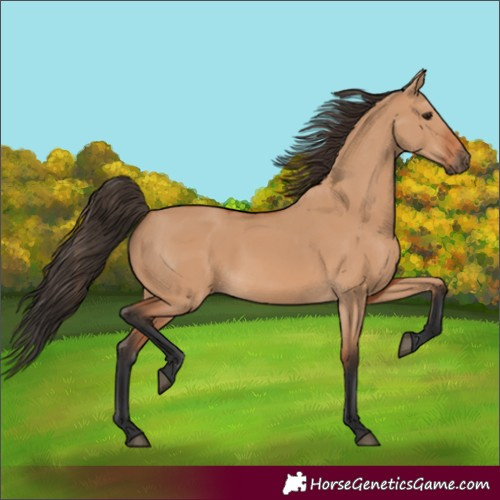Horse Color:Bay Dun 