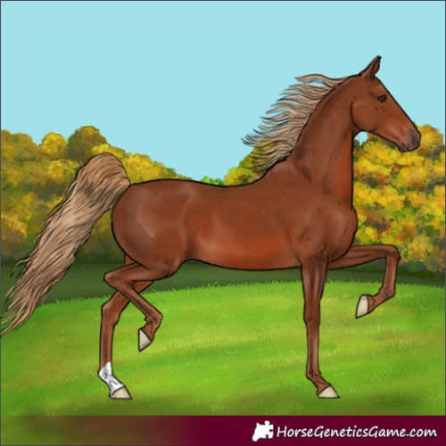 Horse Color:Chestnut 