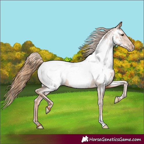 Horse Color:Chestnut Near Fewspot 